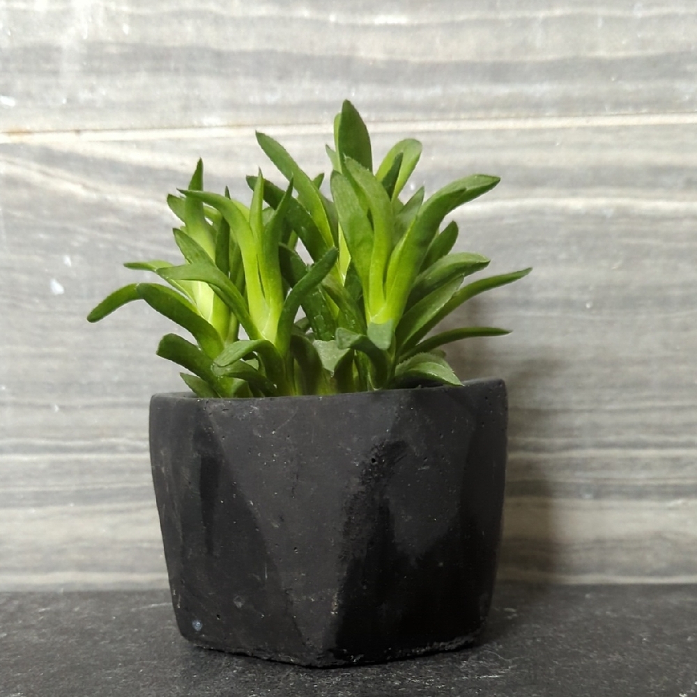 Small Black Hexagonal Cement Planter 🪴